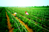 �������ֻ���