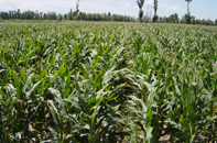 �������ֻ���