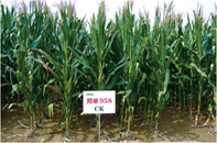 �������ֻ���