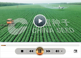 ������Ƶ